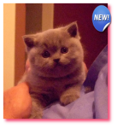 Fairlea British Shorthair,We have new kittens click here. 